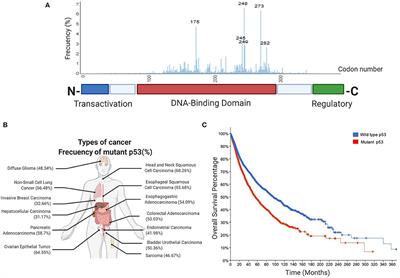 Mutant p53 Gain-of-Function: Role in Cancer Development, Progression, and Therapeutic Approaches